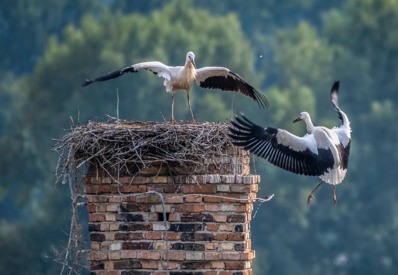 Professional Chimney Animal Removal Services in Wenham, Massachusetts