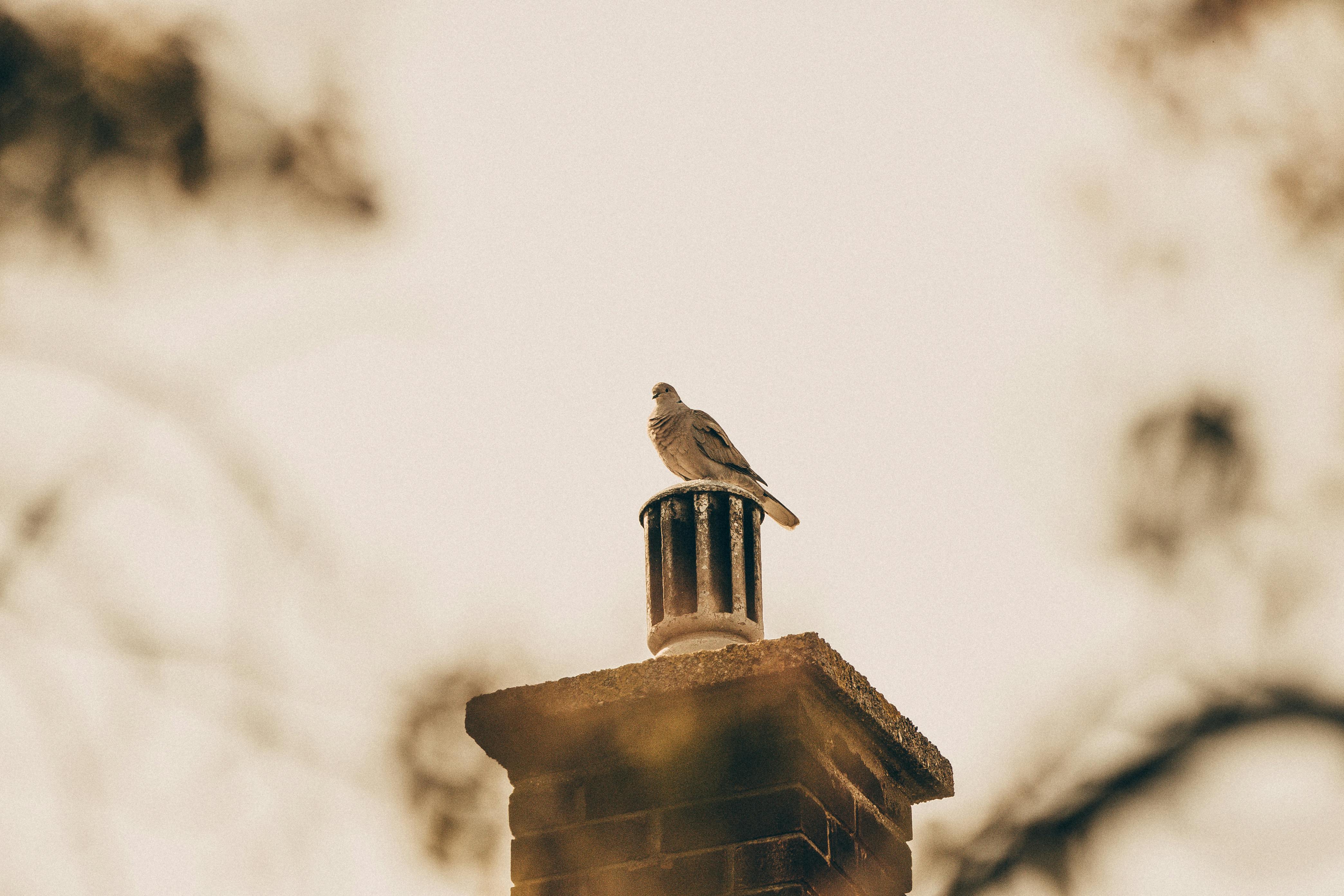 Expert Chimney Cap Installation in Wenham, Massachusetts